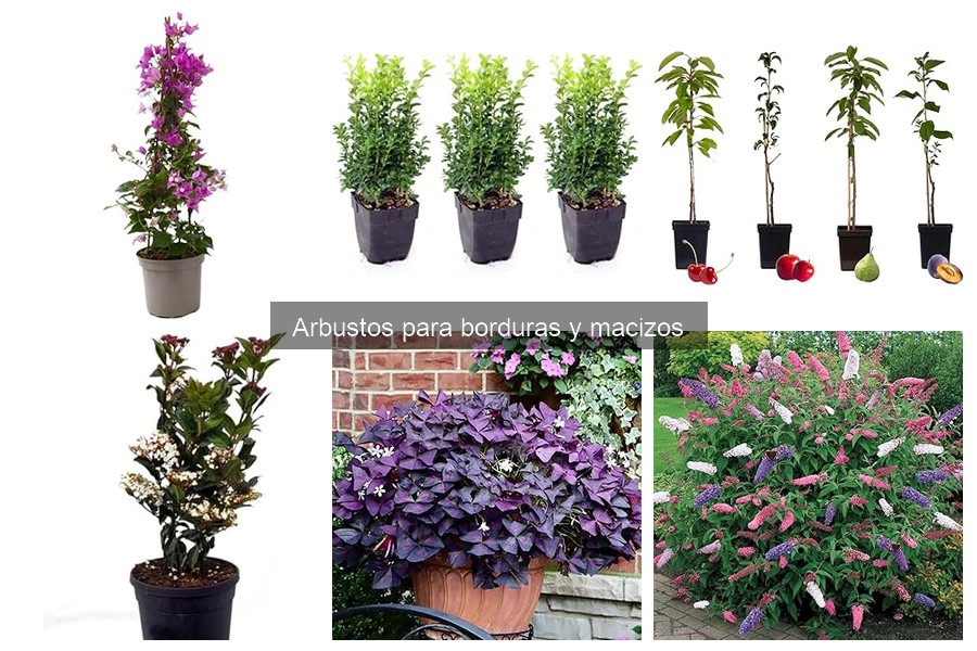 Arbustos ideales para atraer aves y mariposas en tu jardín