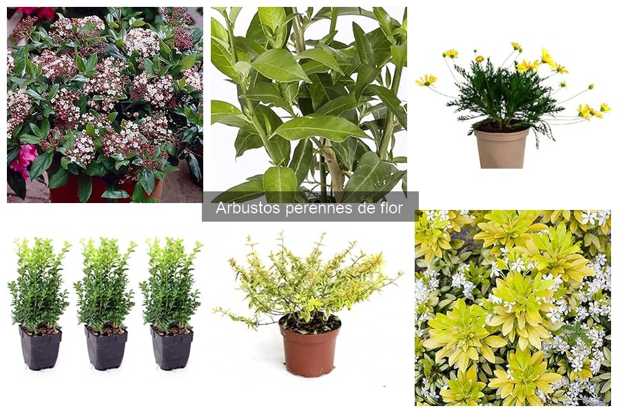 Arbustos perennes de flor para atraer polinizadores