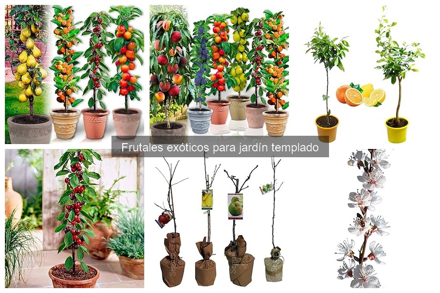 Aumenta la producción de frutales exóticos en tu jardín