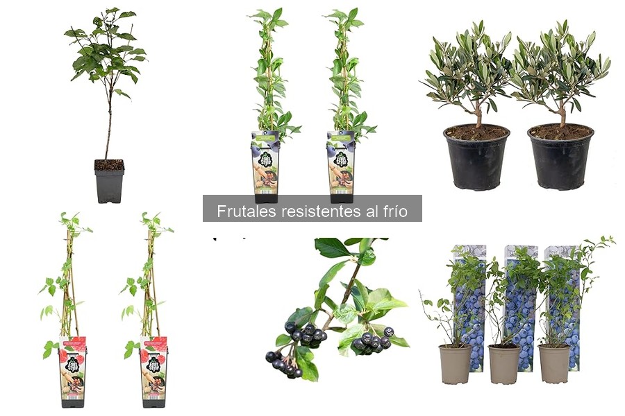 Beneficios de cultivar frutales resistentes al frío en tu jardín