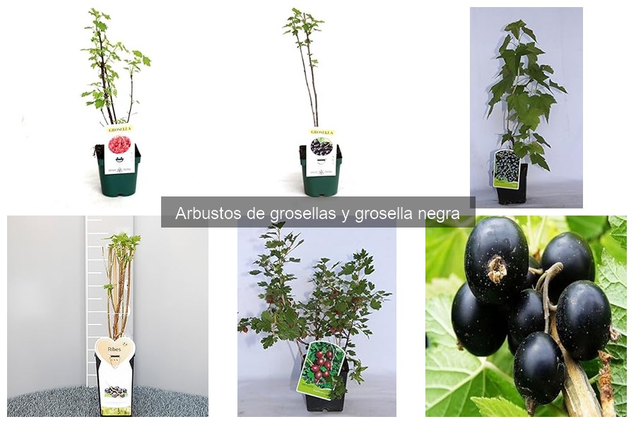 Beneficios de cultivar grosellas en casa: sabor y salud