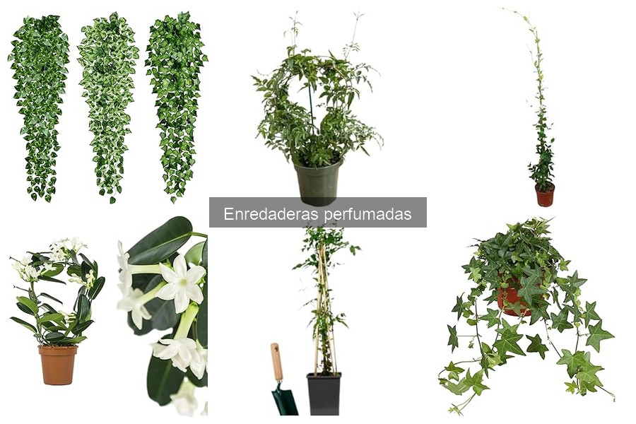 Beneficios de las enredaderas perfumadas para tu jardín