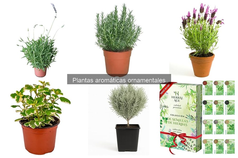 Beneficios de las plantas aromáticas ornamentales en casa