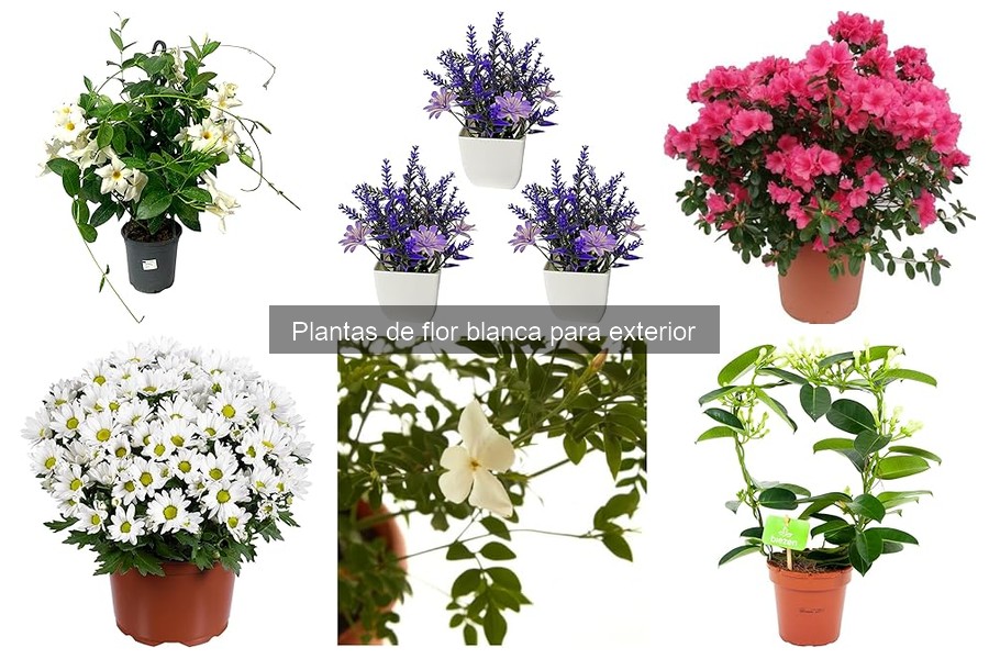 Beneficios de las Plantas de Flor Blanca en tu Jardín