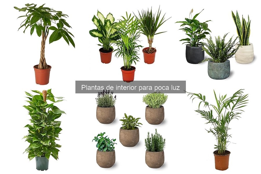 Beneficios de las Plantas de Interior de Poca Luz