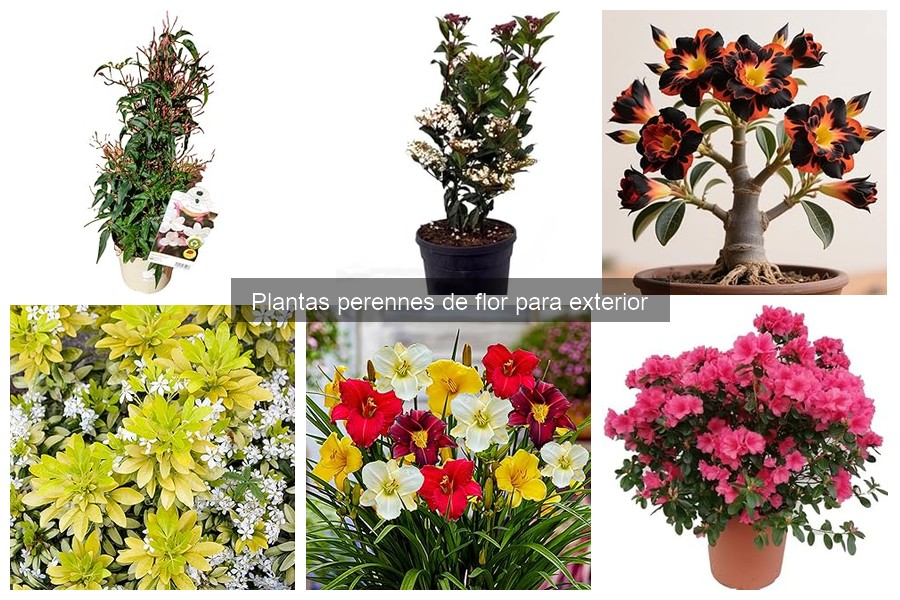 Beneficios de las Plantas Perennes de Flor en el Jardín