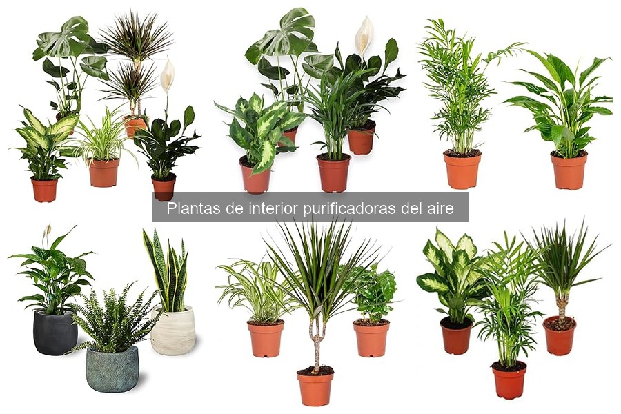 Beneficios de las plantas purificadoras del aire en casa