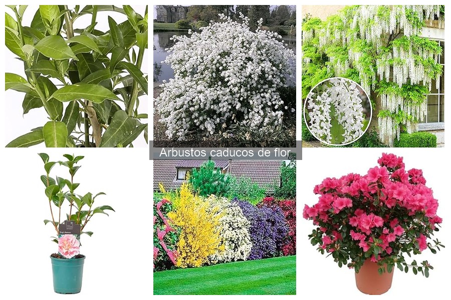 Beneficios de los Arbustos Caducos de Flor en tu Jardín