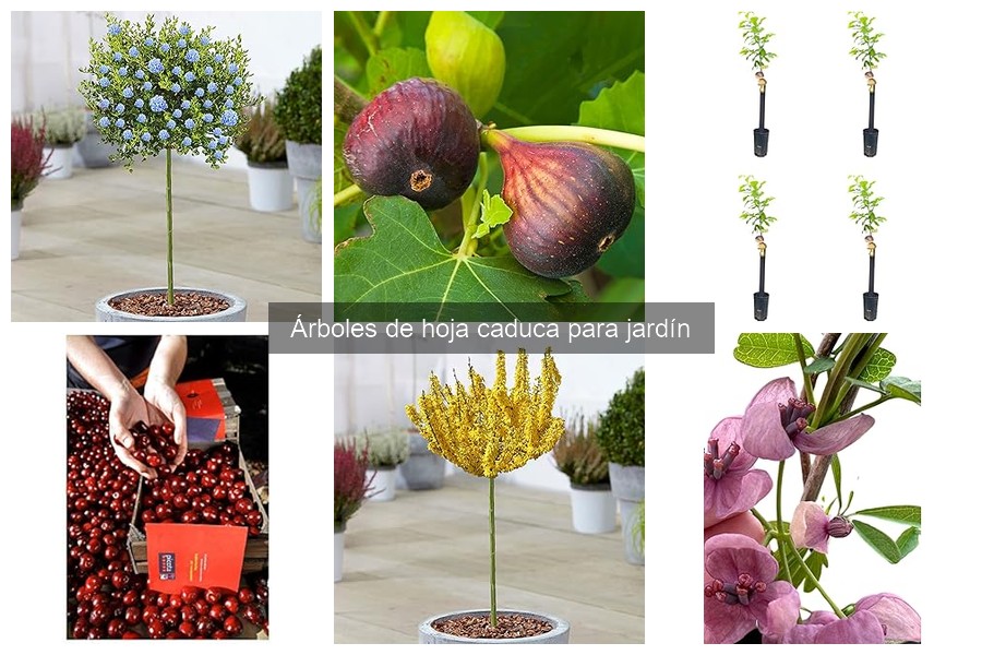 Beneficios de plantar árboles de hoja caduca en tu jardín