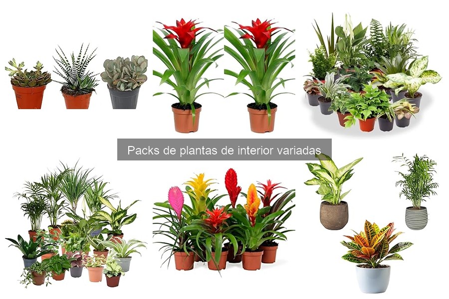 Beneficios de tener plantas de interior en casa