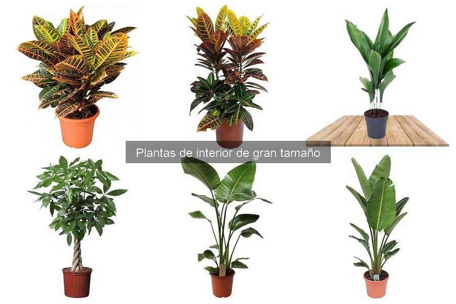 Beneficios de tener plantas de interior grandes en casa