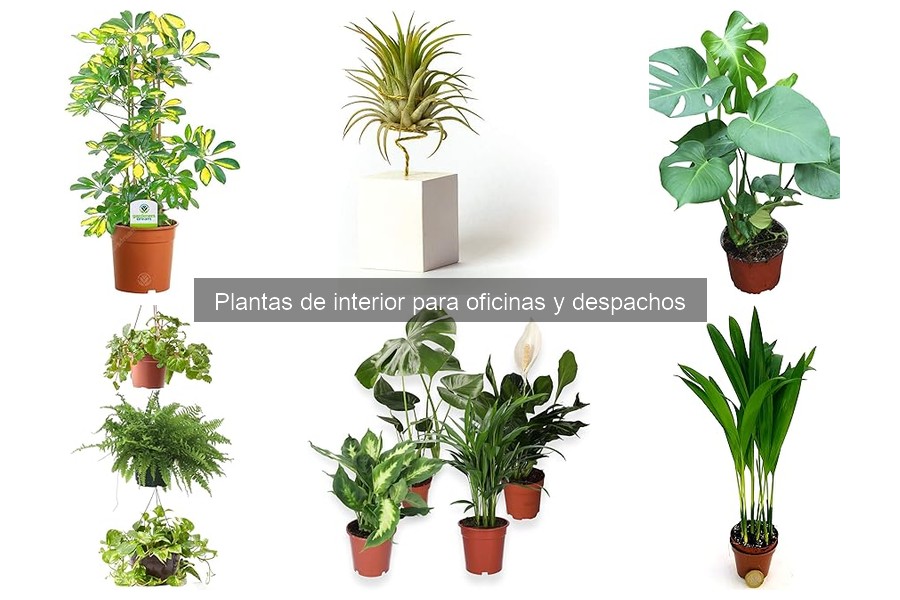 Beneficios de tener plantas en la oficina para tu bienestar