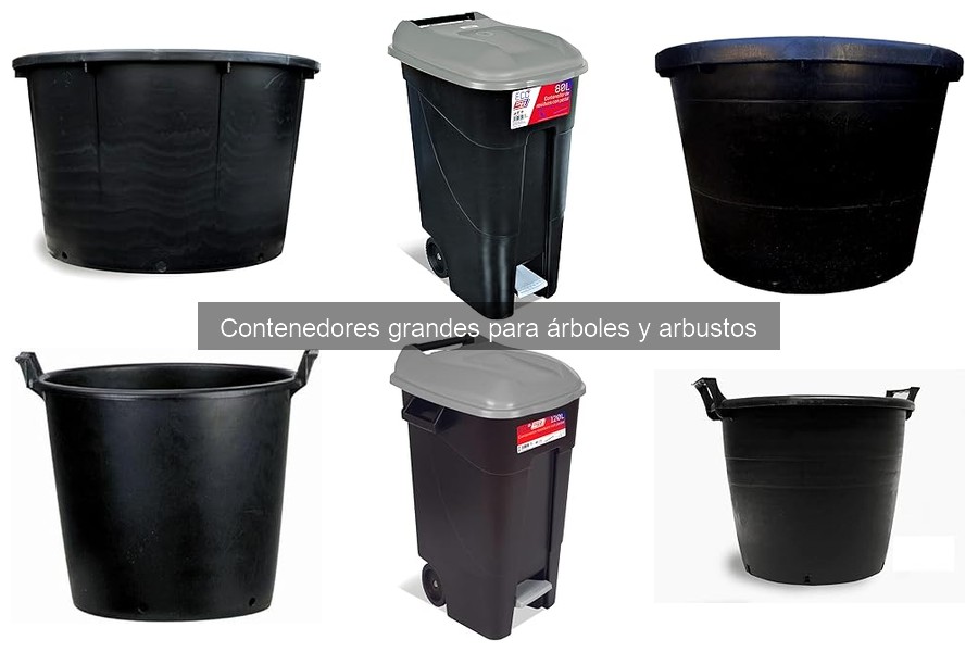 Beneficios de trasplantar árboles a contenedores grandes