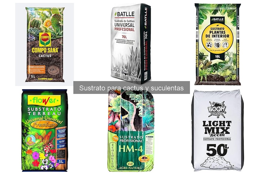 Beneficios de usar sustrato específico para cactus y suculentas