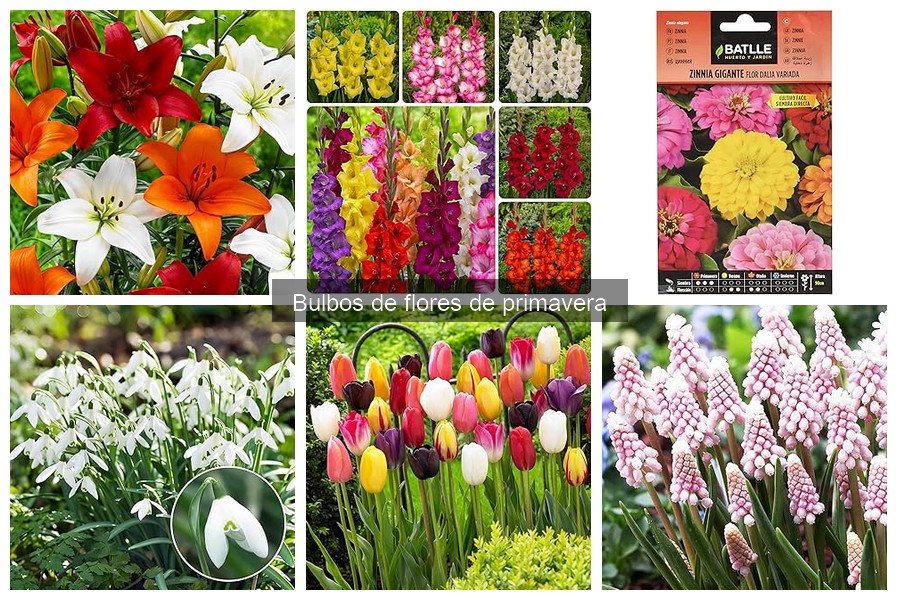 Bulbos de flores de primavera para climas fríos: guía práctica