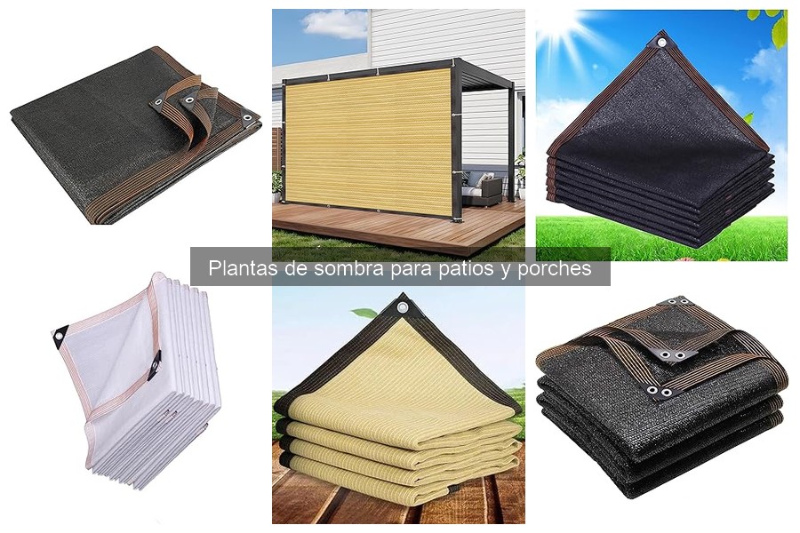 Características Clave de las Plantas de Sombra para Jardines