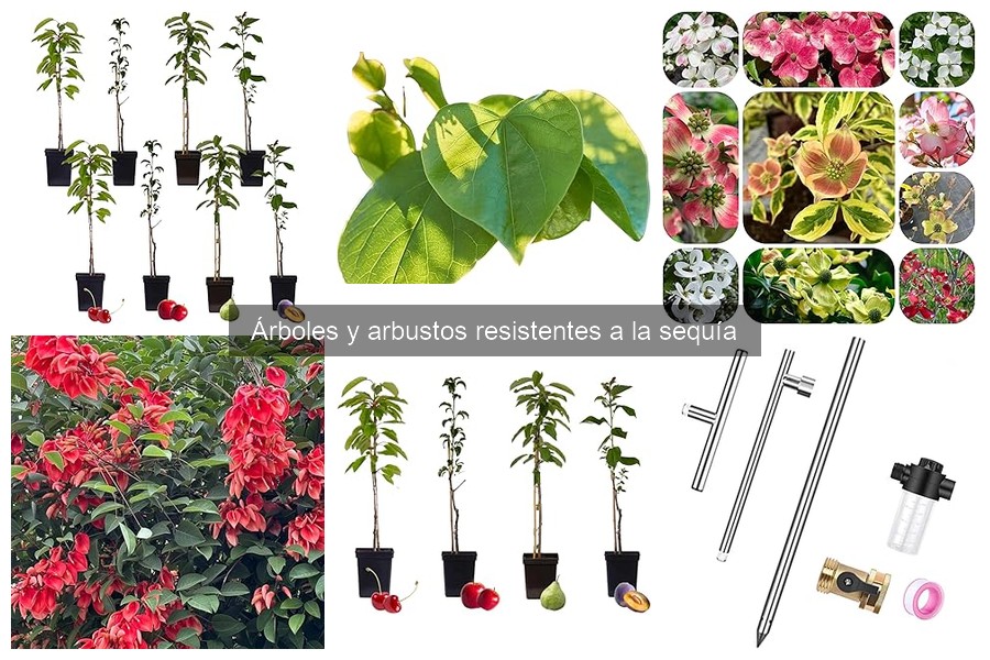 Características de árboles y arbustos resistentes a la sequía