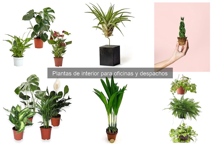Características de las Plantas de Oficina que Reducen el Estrés