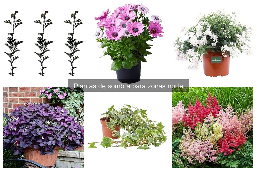Características de las Plantas de Sombra Resistentes al Frío