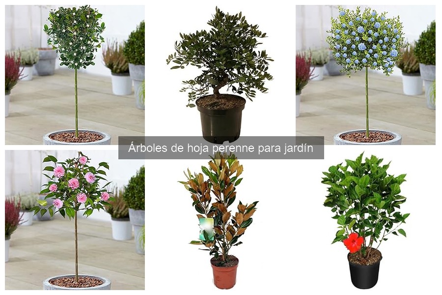 Características de los árboles de hoja perenne más populares