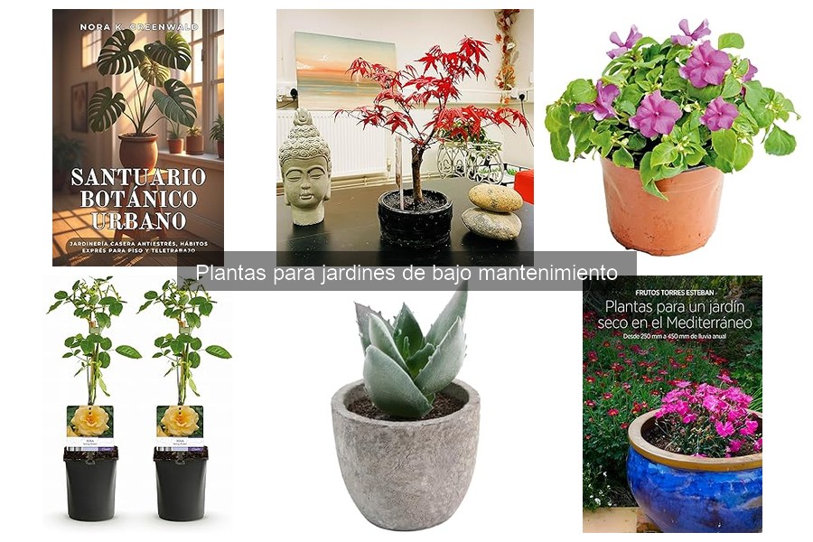 Características y cuidados de las plantas suculentas