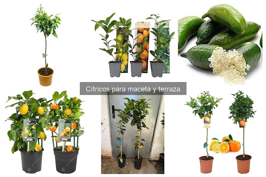 Cítricos en maceta: ¿Cuánto tardan en dar frutos?