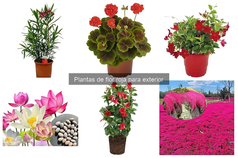 Combina plantas de flor roja para un jardín vibrante