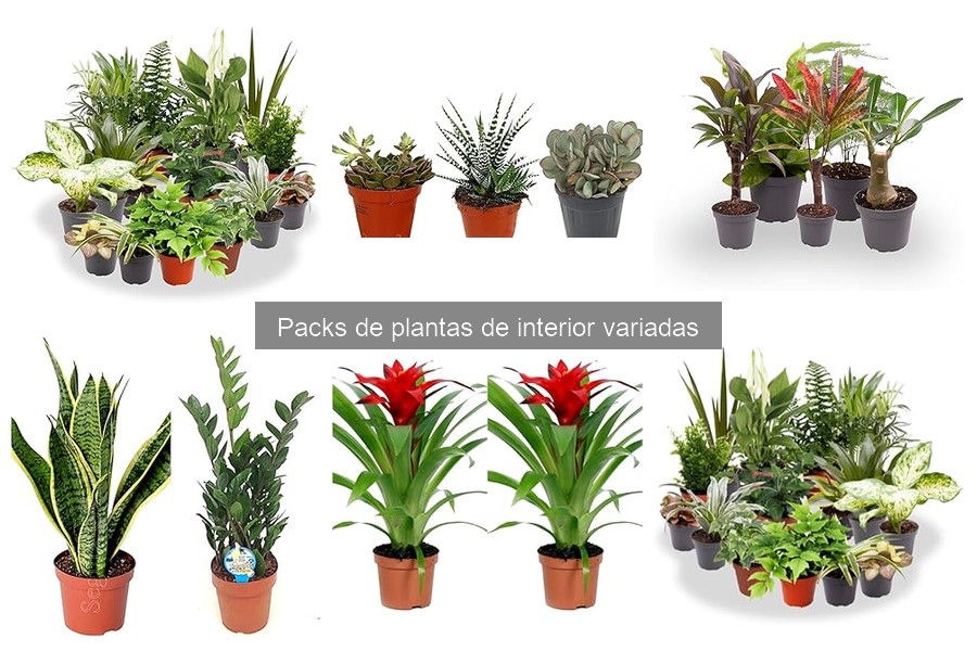 Cómo combinar plantas de interior de un pack para decorar