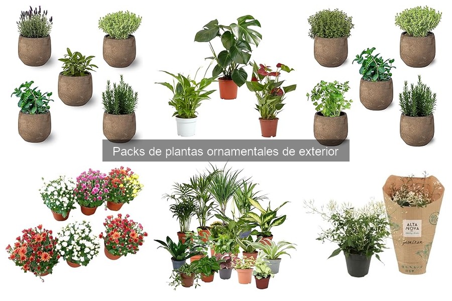 Cómo Combinar Plantas de un Pack en Tu Jardín