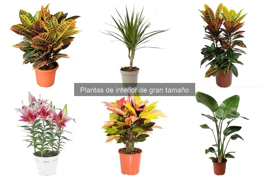 Cómo crear un ambiente ideal para plantas de interior grandes