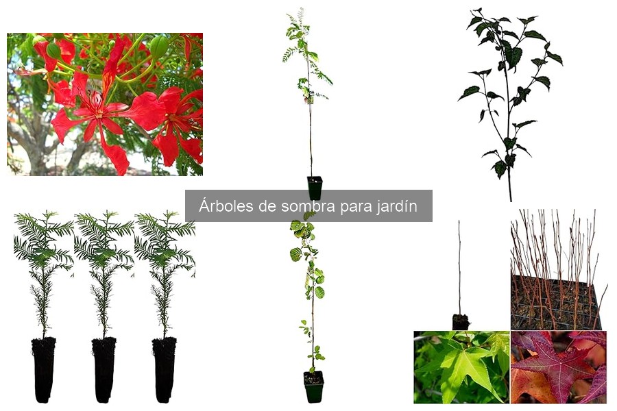 Cómo cuidar árboles de sombra recién plantados