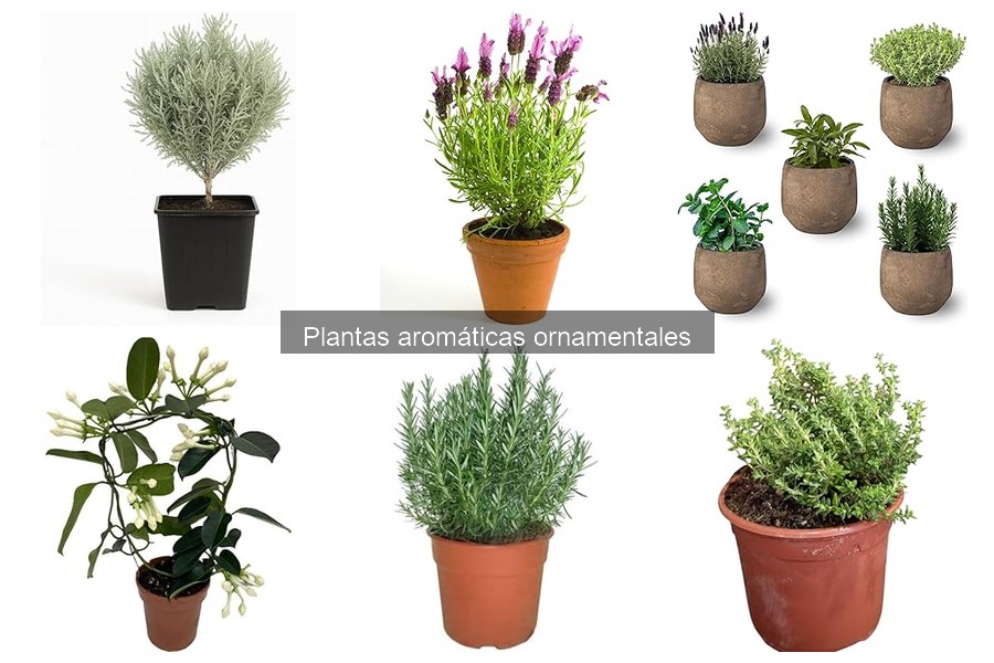 Cómo cuidar plantas aromáticas ornamentales eficazmente