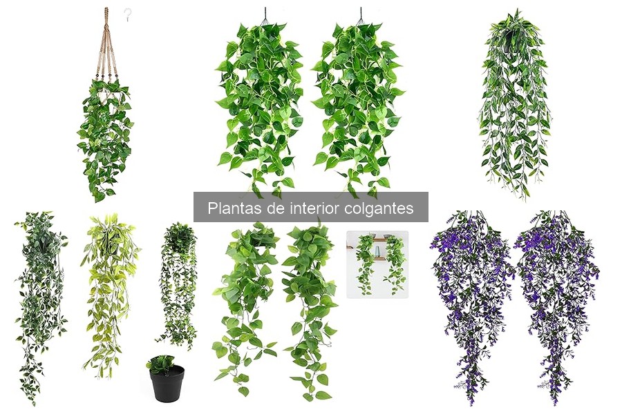 Cómo cuidar plantas colgantes en interiores fácilmente