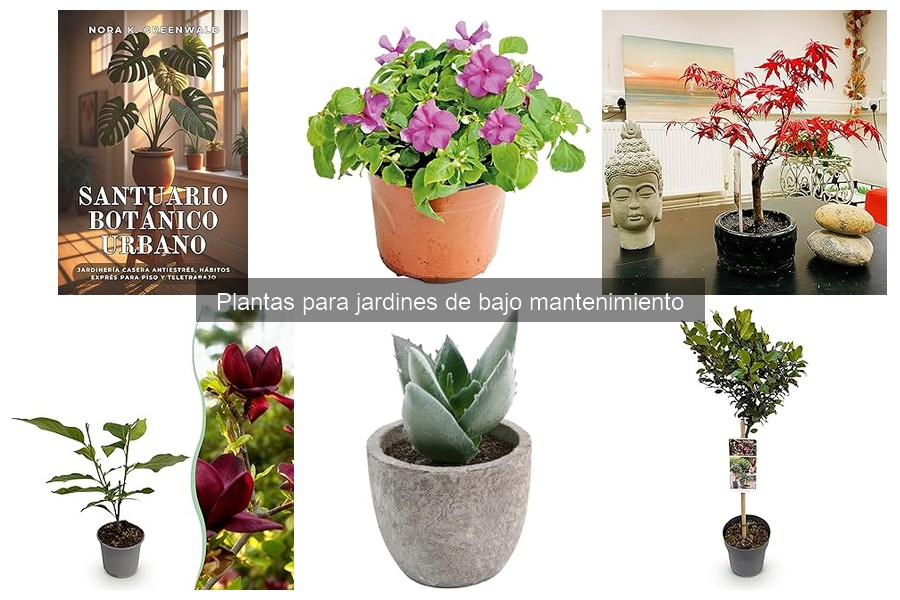 Cómo cuidar plantas de bajo mantenimiento en tu jardín