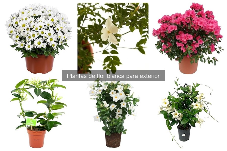 Cómo cuidar plantas de flor blanca en tu jardín