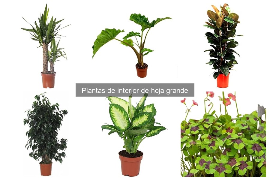 Cómo Cuidar Plantas de Interior de Hoja Grande Efectivamente