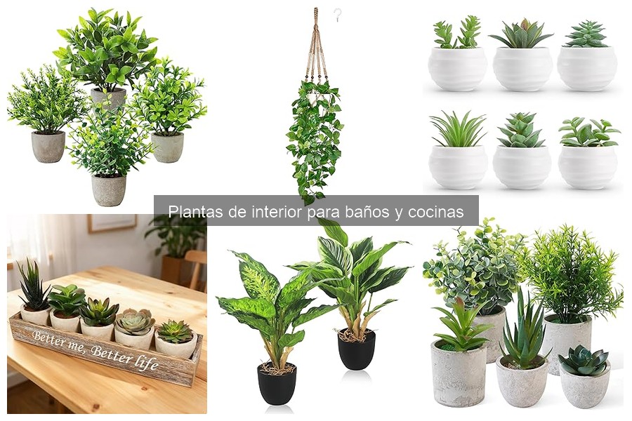 Cómo cuidar plantas de interior en baños y cocinas