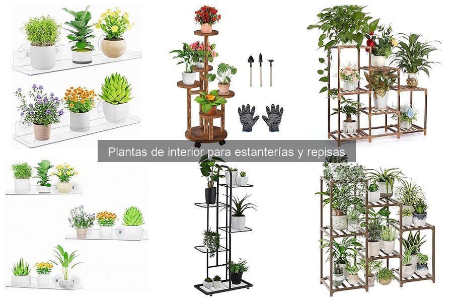Cómo Cuidar Plantas de Interior en Estanterías
