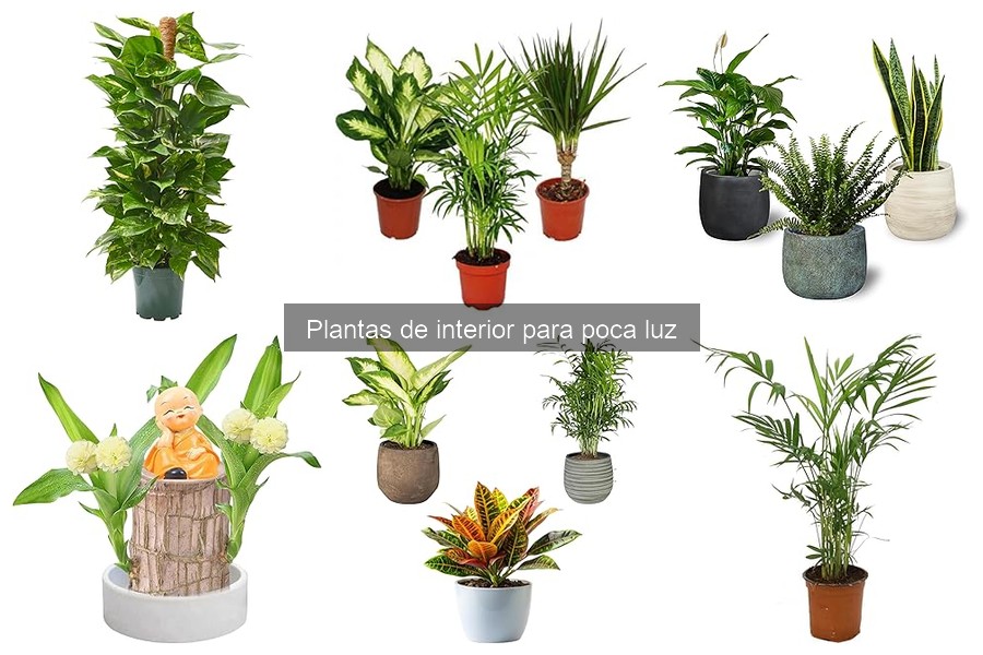 Cómo cuidar plantas de interior que necesitan poca luz