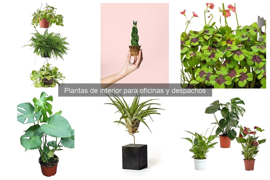 Cómo cuidar plantas de oficina: guía práctica