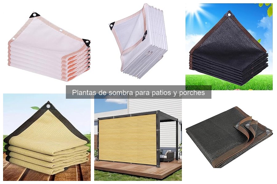 ** Cómo cuidar plantas de sombra en el patio: Guía práctica