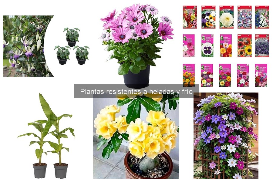 Cómo cuidar plantas resistentes al frío en invierno