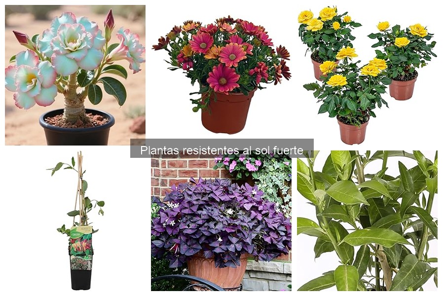 Cómo cuidar plantas resistentes al sol directo