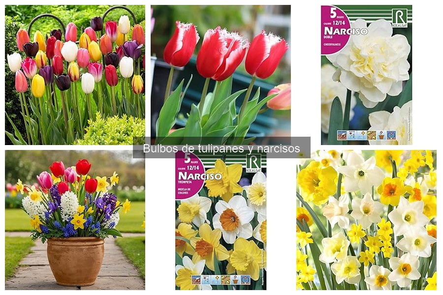 Cómo cuidar tulipanes y narcisos tras la floración
