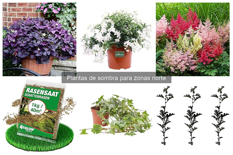 Cómo cuidar y mantener plantas de sombra en zonas norte