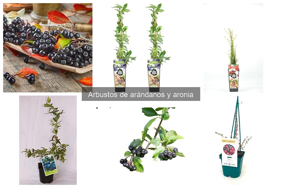 Cómo cultivar arándanos orgánicos: guía práctica