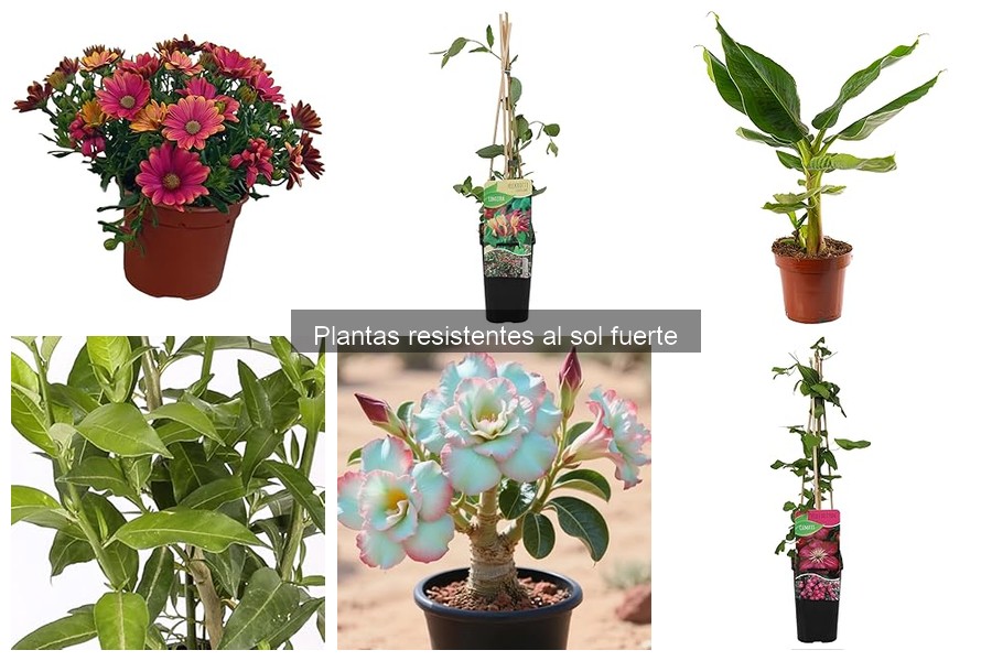 Cómo Diseñar un Jardín con Plantas Resistentes al Sol Fuerte