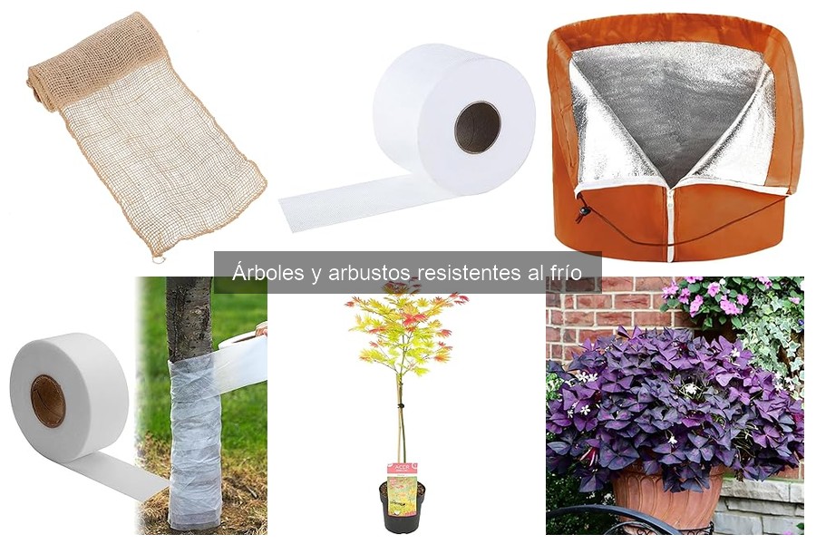 Cómo el clima afecta el crecimiento de árboles resistentes al frío