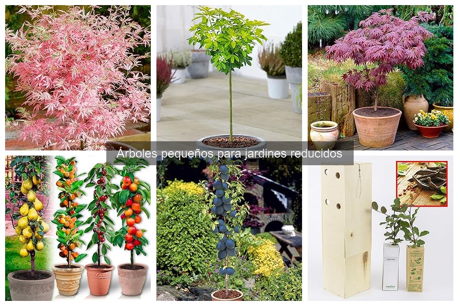 Cómo elegir el árbol pequeño perfecto para tu jardín
