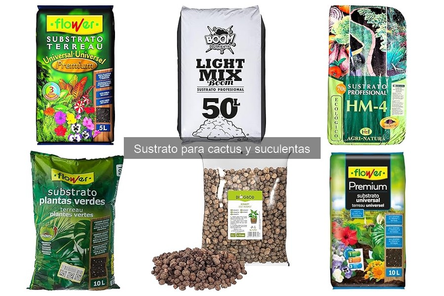 Cómo elegir el mejor sustrato para cactus y suculentas
